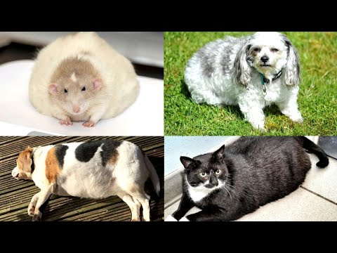Video: Pet Scoop: Pudgy Kućni ljubimci u Velikoj Britaniji. Natječite se za borbu s Flabom, „Pas“Maskota pokušava uhvatiti mačka