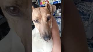 Jack Russell Terrier Work