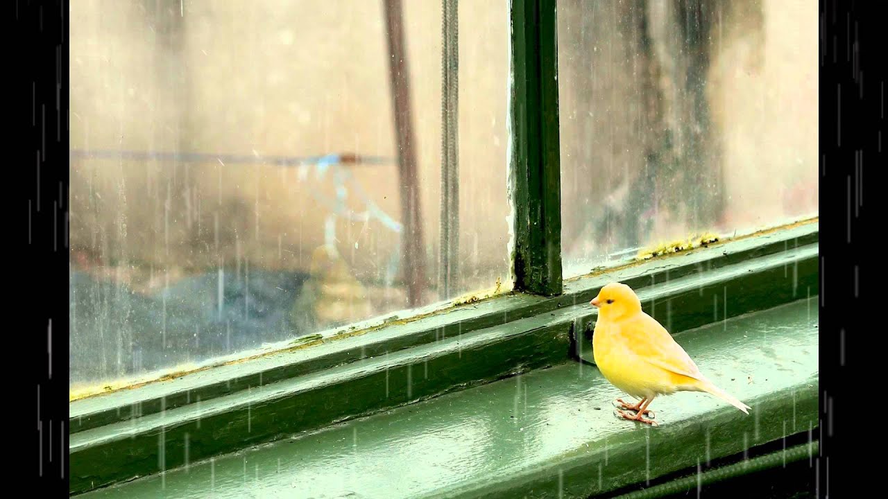 Птичка садится на окошко. Птицы на окна. Птица бьется в окно. Птица стучит в окно. Птица поет за окном.