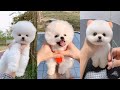 Tik Tok Chó phốc sóc mini Funny and Cute Pomeranian Videos #5