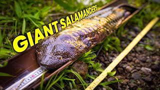 Searching Japans Wild Forest For Giant Salamanders Tales Of Tottori Part 2