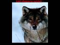 Wolf's last chance to survive in the snow ❄️ | Horror and survival in nature#youtubeshorts #shorts