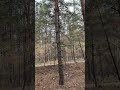 Чарівний ліс 🌳