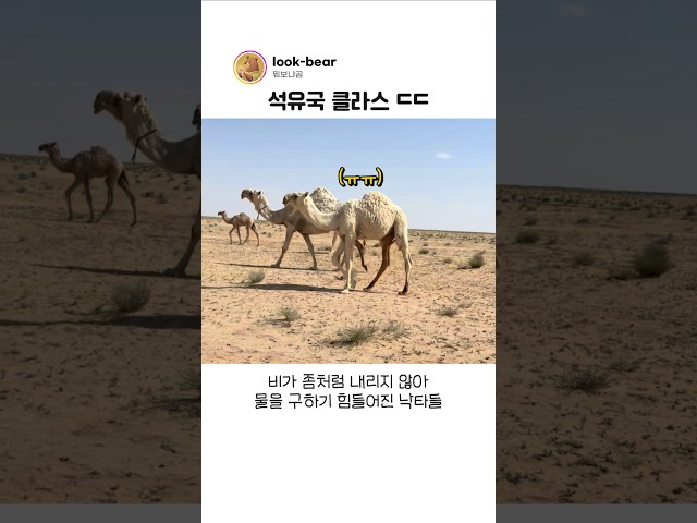 석유국 부자들이 낙타를 찾으려는 이유