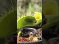 Adventures in My Carnivorous Plants Garden  #plants #animals #nature #carnivorousplants #exoticplant