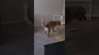 Golden Retriever Spins in Circles, Startled by Her Own Tail