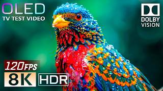 Impossible Nature Animals | OLED HDR TV TEST | Dolby Vision (8K/4K Ultra HD)