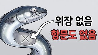 4,000km를 굶으며 헤엄쳐 온 뱀장어가 죽기 직전 위장을 녹여버리는 이유 (생태계의 미스터리)