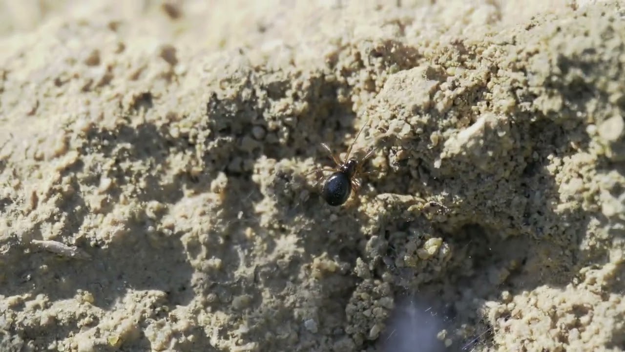 Sheetweb and Dwarf Weavers, Линифииды, Λινυφιίδες, Family Linyphiidae