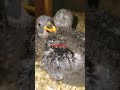 Grand electus chicks beauty funny baby#parrot #viralvideo #funnyvideo