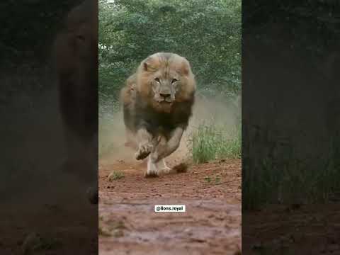 غاب الاسد طلعو القرود