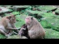 Monkey And Baby 37 -  Why Baby Primate Cry