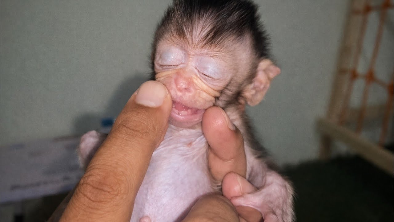 IMPATIENT LITTLE BABY MONKEY, WAITING FOR MILK WHILE HYSTERICALLY