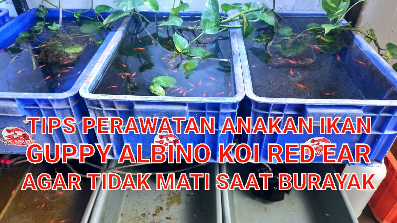 tips perawatan anakan ikan guppy albino koi red ear agar tidak pada mati saat burayak #guppypemula