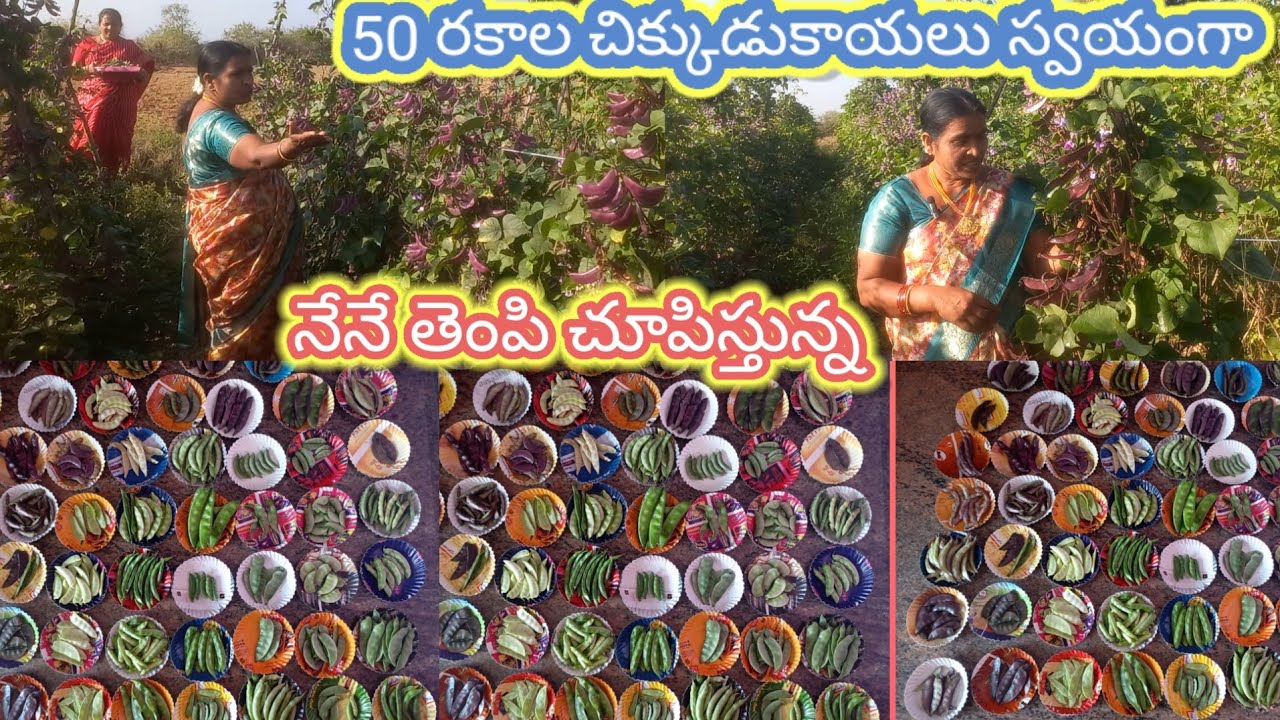 Organic seeds garden లో 50 రకాల చిక్కుడు పండించి విజయాన్ని సృష్టించిన విజయలక్ష్మి మీకు సీడ్స్ కావాలా