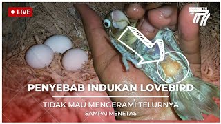 PENYEBAB LOVEBIRD TIDAK MAU MENGERAMI TELURNYA