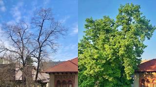 Spring Time-lapse: 24 days in 24 seconds