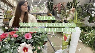 Зелёный VLOG || Гуляю по магазинам растений и лечу растения от трипсов