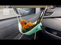 Parrot Uses Facemask as Hammock