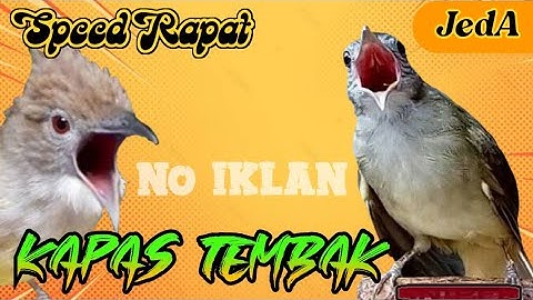 MASTERAN KAPAS TEMBAK SPEED RAPAT JERNIH (TEMBAKAN PEDAS) JEDA 1 MENIT plus TERAPI AIR