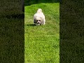 Lovely Pup Enjoying a Beautiful Day 🐶☀️