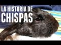 CHISPAS - Abandono animal