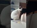 #cat #cats #catshorts #catvideos #catlovers #catlove #gato #gatos #pet #pets #petlover #petlovers