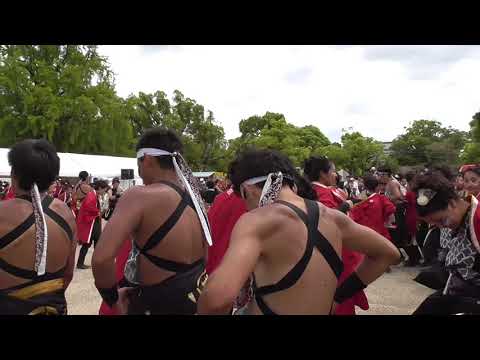 こいや祭り 2017 (裏から撮影) 岡山うらじゃ連 蓮雫(れんげ) 大阪城天守閣前会場
