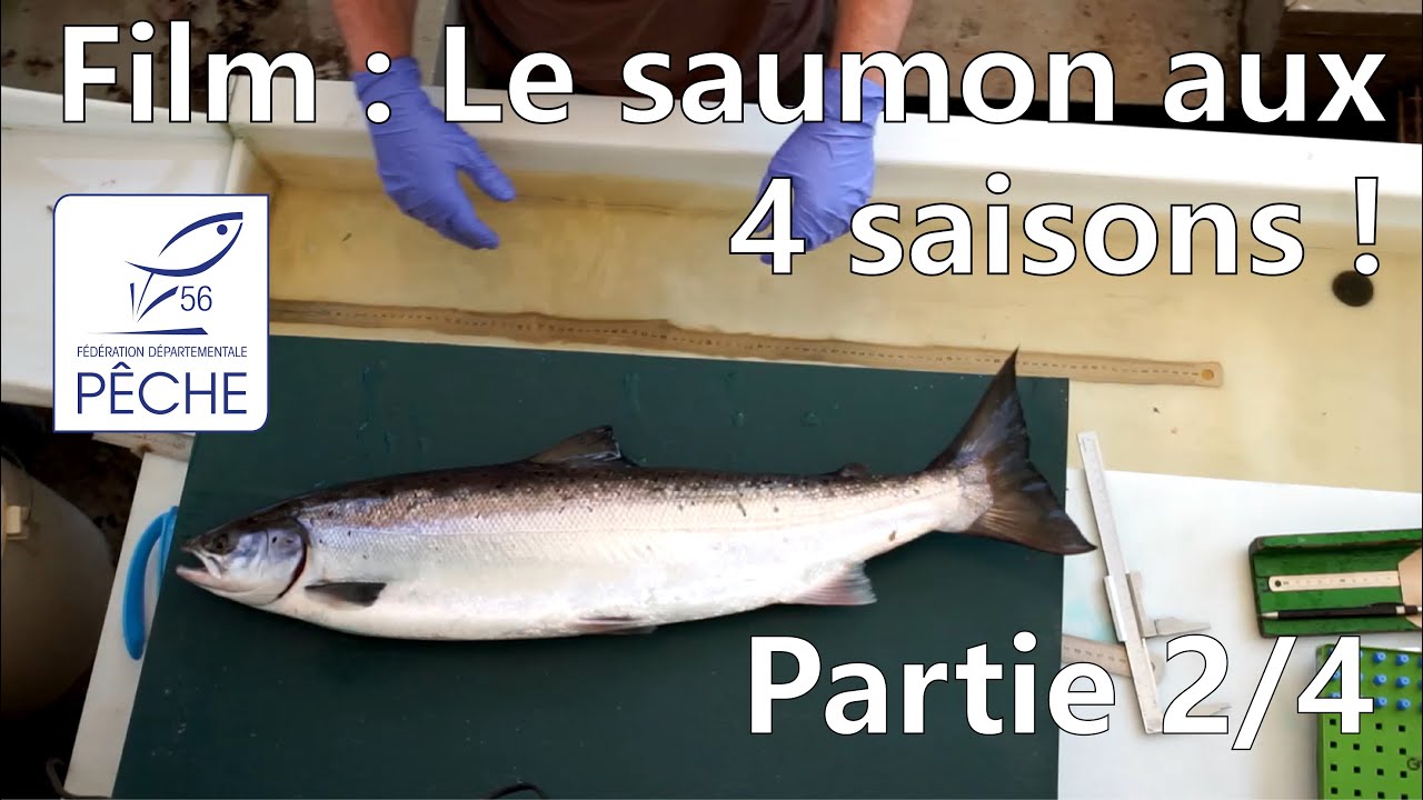 Le Saumon aux 4 saisons : Épisode 2/4 - Le comptage des adultes !