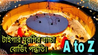টাইগার মুরগির বাচ্চা ব্রডিং পদ্ধতি A to Z 💥  /  আমি কীভাবে টাইগার মুরগির বাচ্চা বোর্ডিং করি?