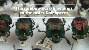 Rainbow Scarab (Phanaeus vindex)