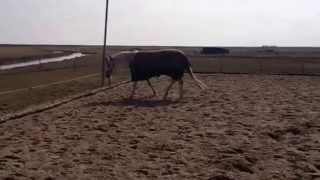 Barev Losgooien Stal Teerhuis