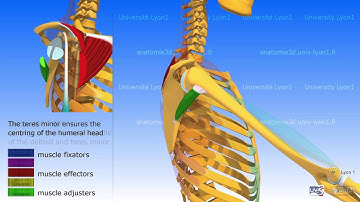 Anterior elevation of the arm and synergies of the rotator cuff