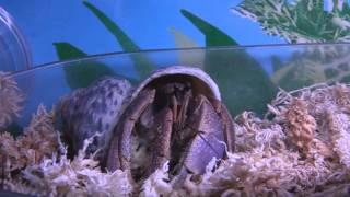 Indo Hermit Crab Eating Popcorn Hermit Crabs Love Popcorn