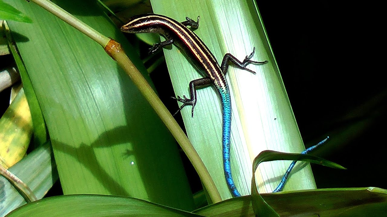 Bluetailed Skinks amongst foliage on jungle hillside YouTube
