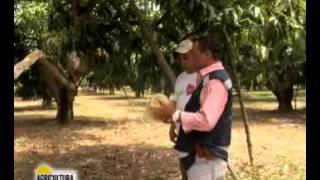 Capacitación Ica Para Control De Mosca De La Fruta De Mango - Agricultura Al Día, Agosto 22 De 2014
