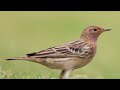 Red Throated Pipit Call Red Throated Pipit Call