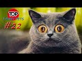 5 МИНУТ СМЕХА/ПРИКОЛЫ 2019/ТОП СМЕШНЫХ ВИДЕО С КОТАМИ/Смешные животные/Смешные кошки/TOP FUNNY PETS