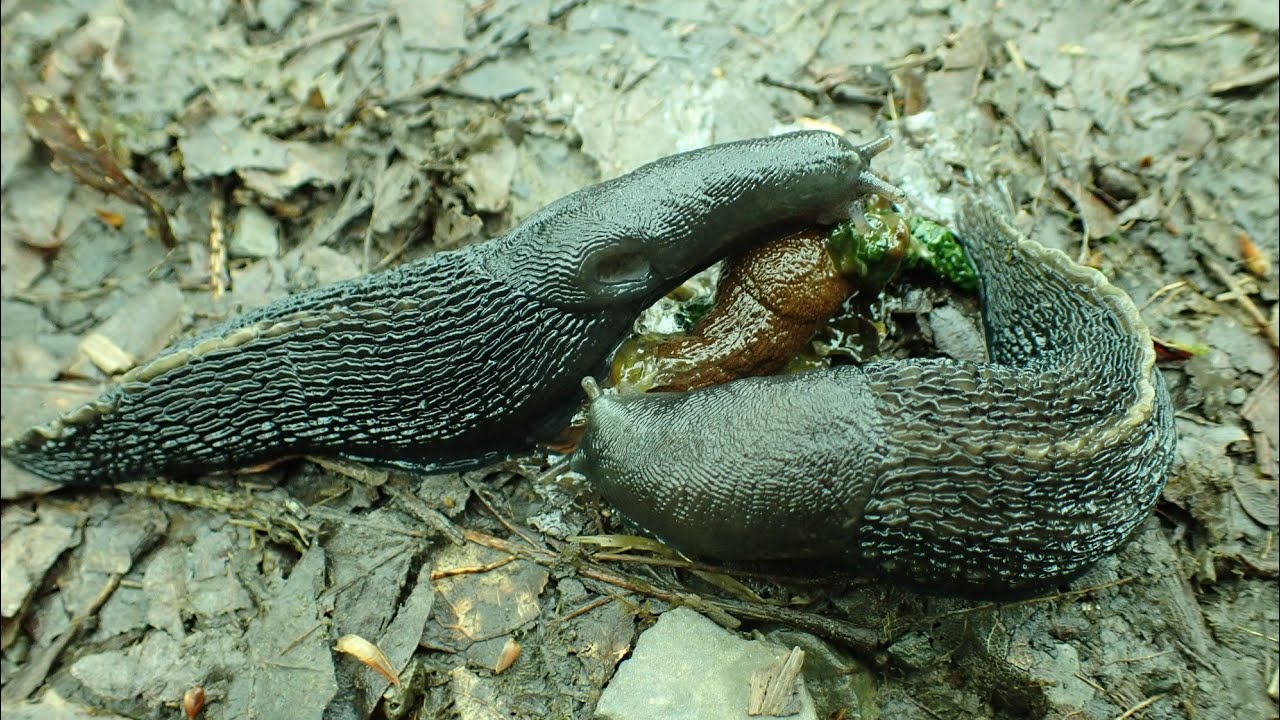 Zwarte aardslak/Ash black Slug (Limax cinereoniger)