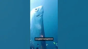 Всплыла рыба судного дня: Сельдяной король