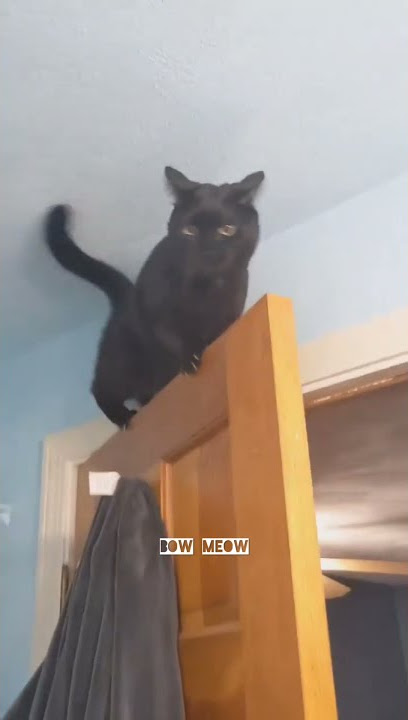 Cat jumping to bathroom roof😂Funny cute animal videos🤣 #shorts #funnyanimals #funnycatvideos