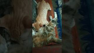 Kucing Menyusui anak anaknya