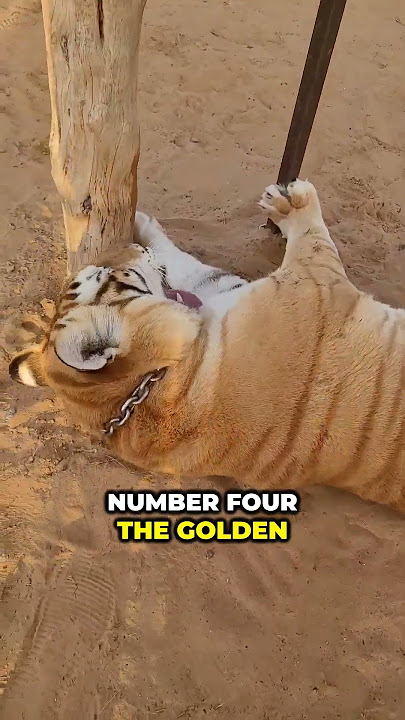5 Incredibly Rare Golden Animals That Actually Exist (Number 3 Is Deadly) #GoldenAnimals