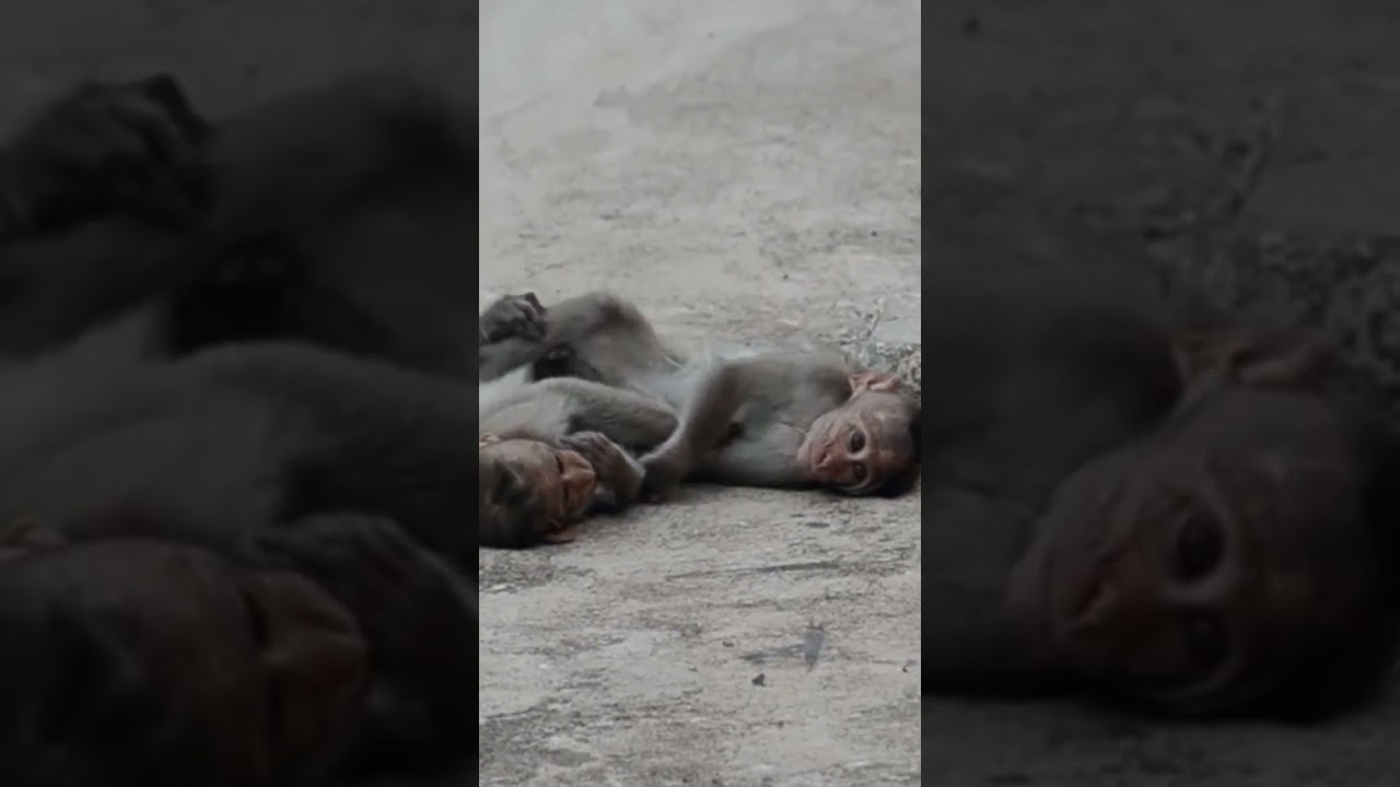 Monkey funny videos 