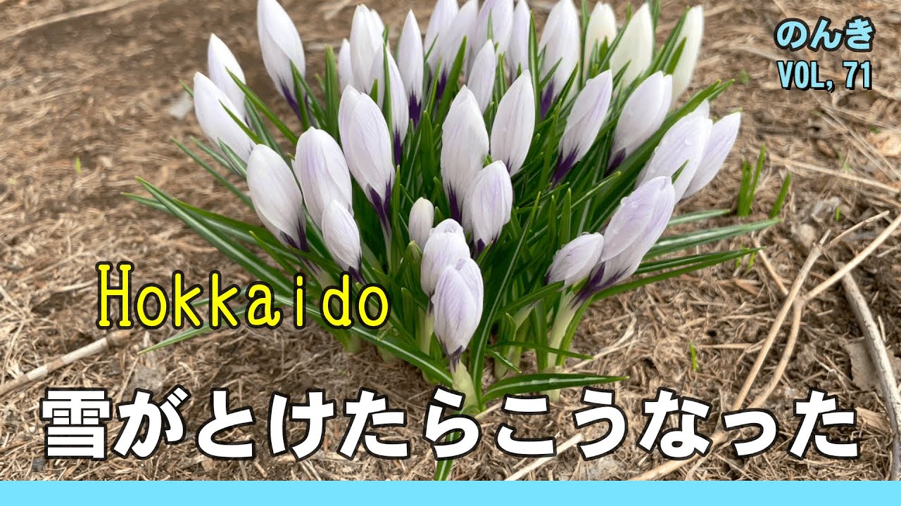 no.0063 雪解けの春庭　一点物 maxresdefault.jpg