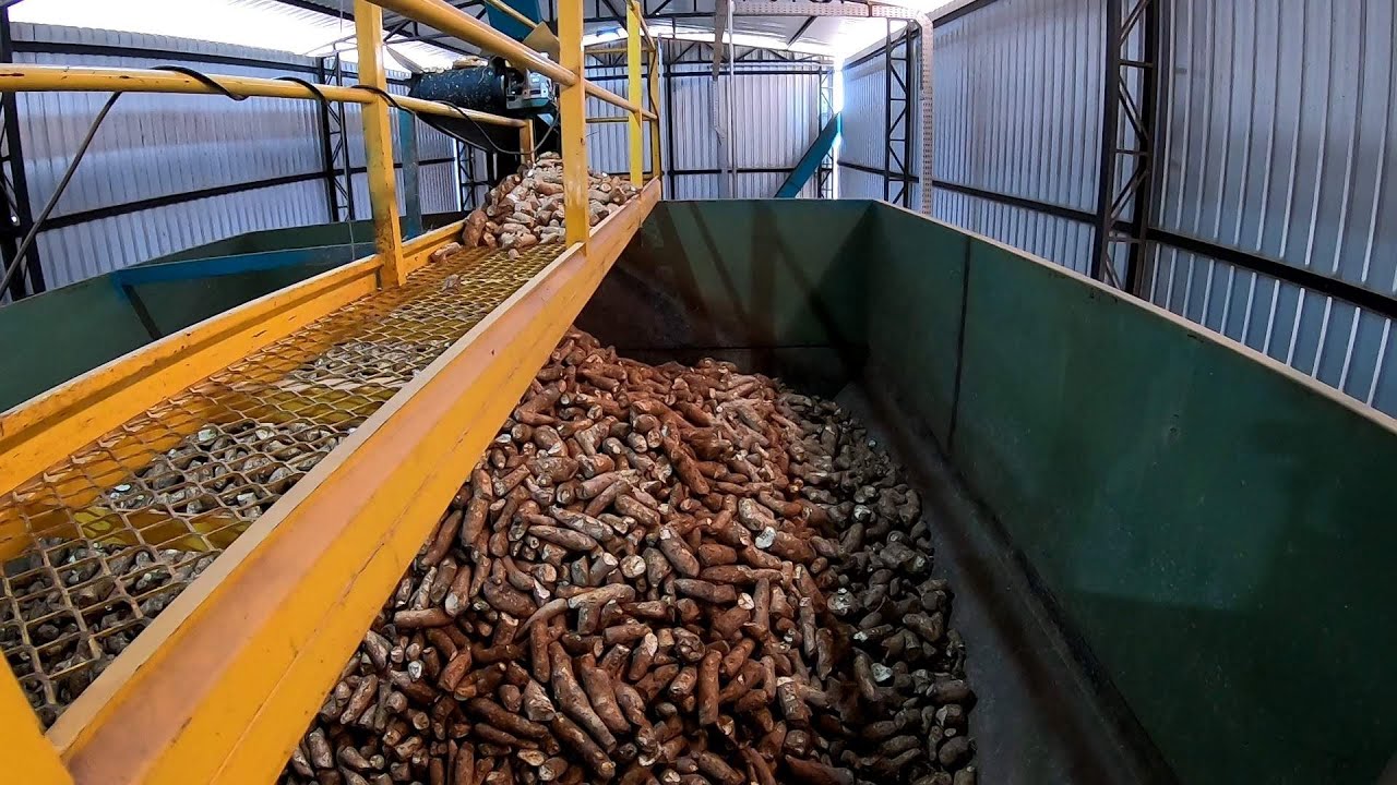 FARINHEIRA - CONHEÇA O PROCESSO DA MANDIOCA ATÉ A FARINHA