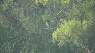 2 Black-crowned Night Herons