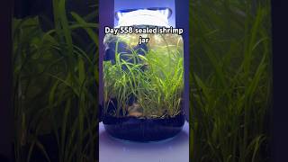 Day 558 sealed shrimp jar🦐 #aquarium #biosphere #fishtank #aquascapelowtech