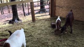 Reeves Farm Jan 15 by Henny Penny 53 views 9 years ago 3 minutes, 16 seconds