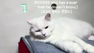 루키, 병원가기(ROOKEE, go to the hospital) by 루티 61 views 1 month ago 1 minute, 23 seconds